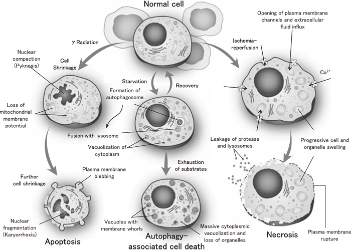 Fig.1