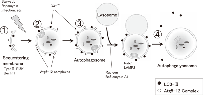 Fig.3