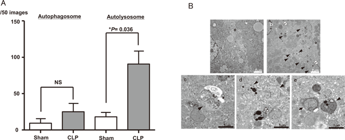 Fig.4