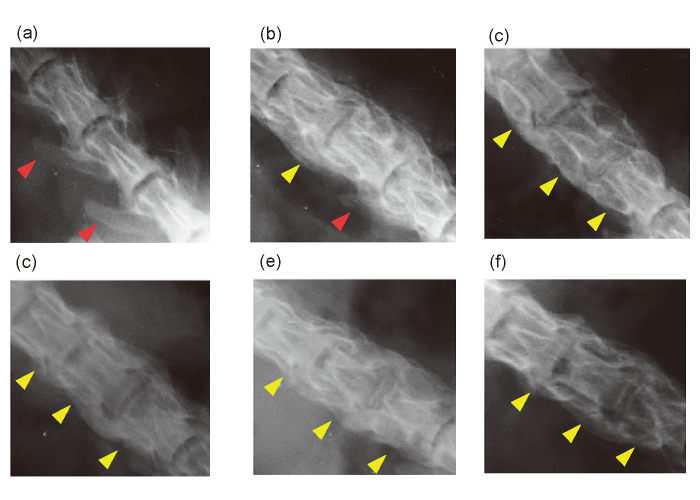 Fig. 3