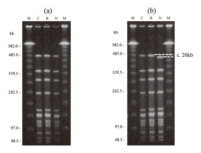 Fig.1