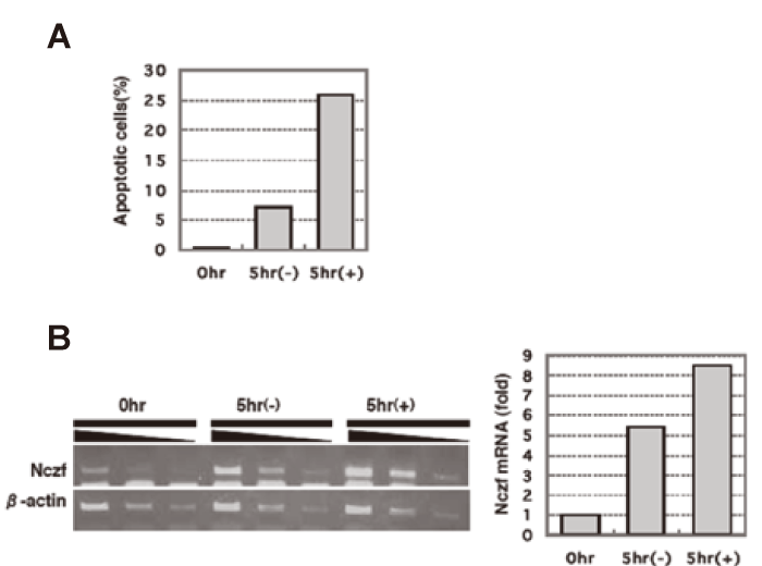 Fig.2