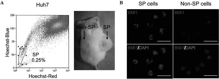 Fig.1