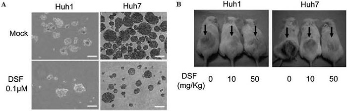 Fig.4