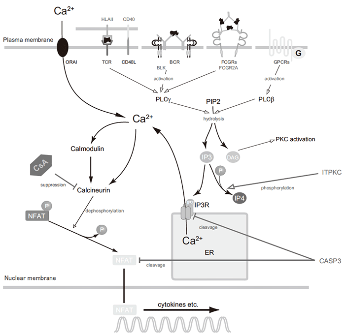 Fig.2