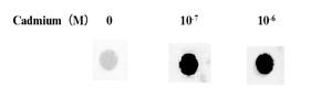 Fig.3